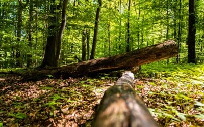 Verein „Unser Steigerwald e.V. begrüßt: Keine weiteren Einschränkungen bei der Waldnutzung