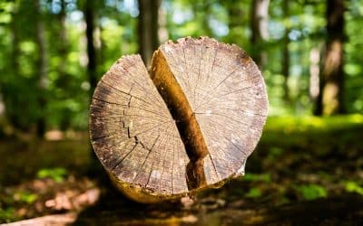 EU-Importverbot für Holz