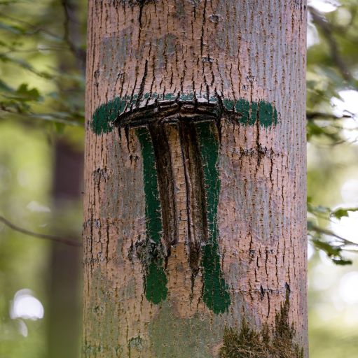 Förderprogramm „Klimaangepasstes Waldmanagement“