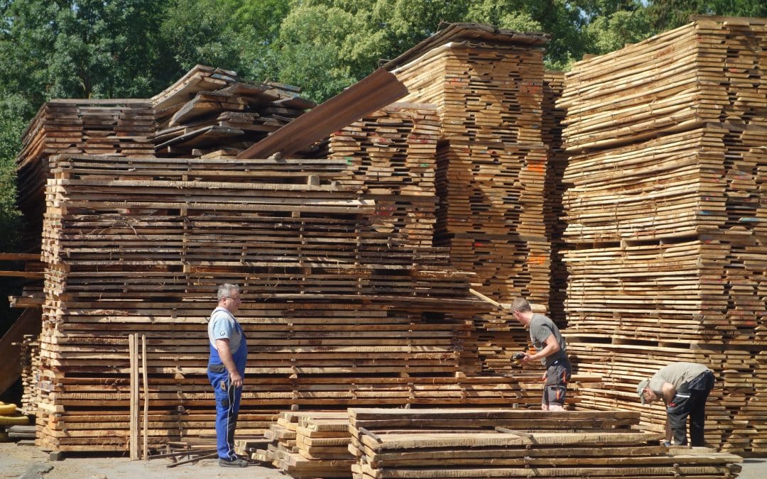 Weltklimabericht 2022: Holz ist ökologischer Multilieferant